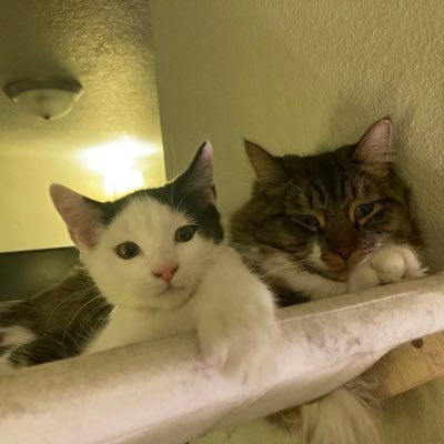 Just 2 gay antifa kittens from the country and sometimes the dog. we don’t understand boundaries so we don’t respect them  https://t.co/6G8dRA2qGu