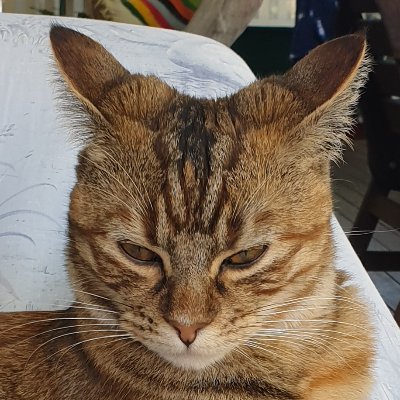 bartzerk's profile picture. illustrator and comic artist