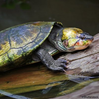 FC55921002's profile picture. 亀が好き