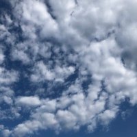 ∞　さえずる (@cetacea20210920) Twitter profile photo