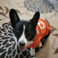 Florida WOKE Corgi Dad!βοΈπΊπ¦π³οΈβππ¦π«β‘οΈπΊπ² (@reformedgop) 's Twitter Profile