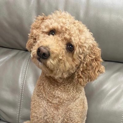 Max15638872's profile picture. Leo Tolstoy: If a man eats meat, he participates in taking animal life merely for the sake of his appetite. And to act so is immoral.