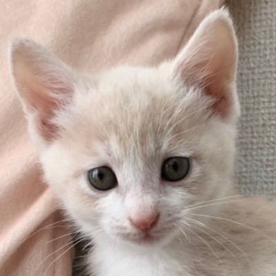Kyamuさんのプロフィール画像
