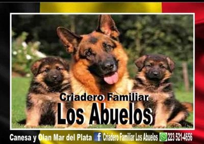 Cachorros ovejero alemán