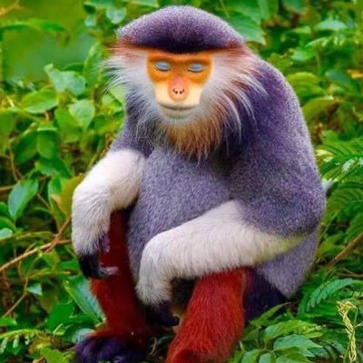 não alimente animais silvestres