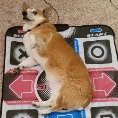 CorgiDDR's profile picture. Lil corgo stomping arrows
