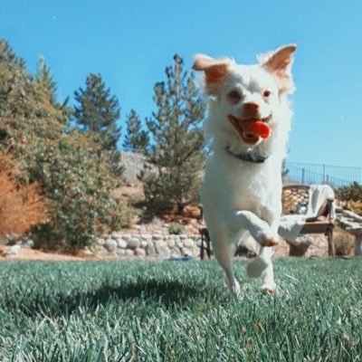 jasinfferati's profile picture. 