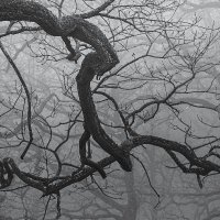 Pujan Shadlau (@lightmospheric) 's Twitter Profile