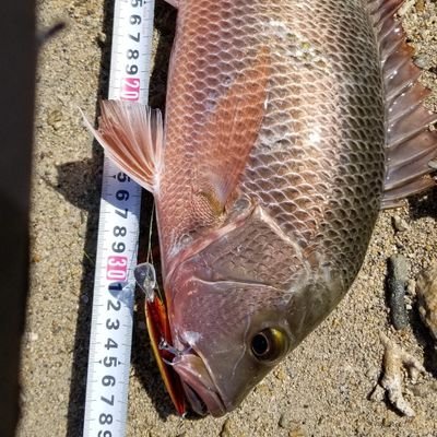 沖縄でウェーディングを主にやっています！
海面との距離が近いから自然との一体感が凄く好き🌊
目標はガーラ70up、タマン60up、ミーバイ50up狙います🤟
ラテオ93MB、20タトゥーラを愛用！