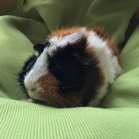 もるる (@svxbvs72t5a9ljo) 's Twitter Profile