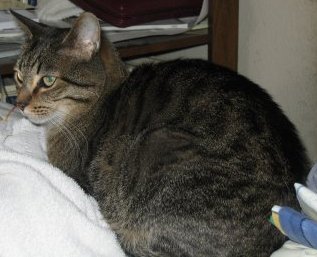 DarQuingDragon's profile picture. Socialist Agender (any pronoun works) presenting as Masculine. FFXIV: D'Elora Odirian on Hyperion (Primal Data Center)