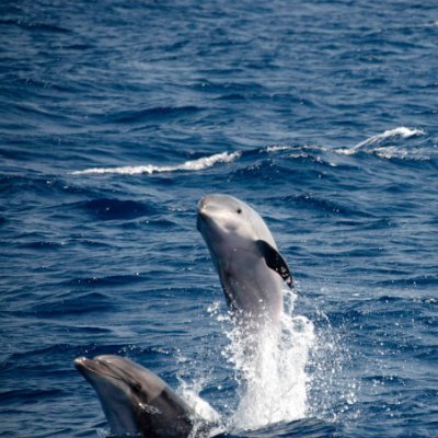 水族館の金は残虐無道に殺されて、奴隷に売買されたイルカたちの血と命から成り立っているものだ。もしあなたがこのような憎悪すべき、罪深い残虐な行為をストップさせたいのなら、水族館をボイコットして真実を人々に伝えて下さい。 #水族館 #イルカ #イルカ天使