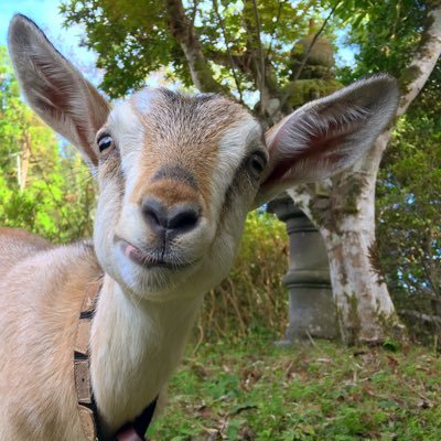 購入決定　ヤギ MOTORED CYBORG RUNNER SSX_155ar KINETIC ASH【4545784069882】