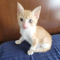 Julius Packiam (@julius_packiam) 's Twitter Profile