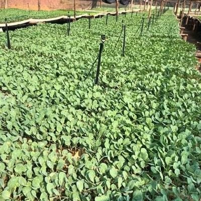 Your favourite Nursery for all well hardened Seedlings. #farming
For bookings +263733600888/+263715958394