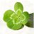 clover_1994
