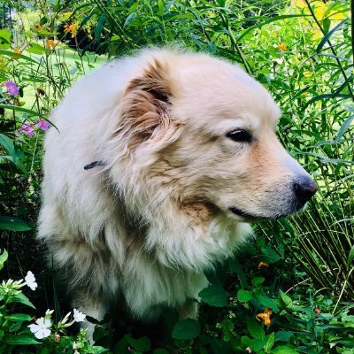 Boston Globe obituary writer. My dog's personal photographer. No politics, please. https://t.co/qsmZFqw77r
