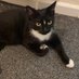 Mittens The Cat (@mittensthecat02) Twitter profile photo