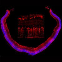 KCL Centre for Cell & Gene Therapy (@kcl_ccgt) 's Twitter Profile