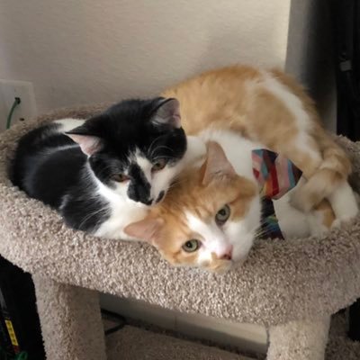 we like fortnite | cashapp for gifts for the kitties: $VetoDad