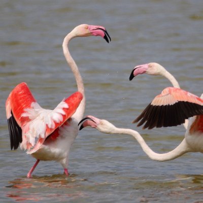 Estación meteorológica ubicada en el Centro Ornitológico Francisco Bernis (gestionado por SEO Birdlife), que facilita la ubicación y el acceso a la red.