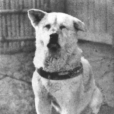 HACHIKO #24