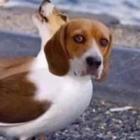 Sad Beagle(@j56305853) 's Twitter Profile Photo