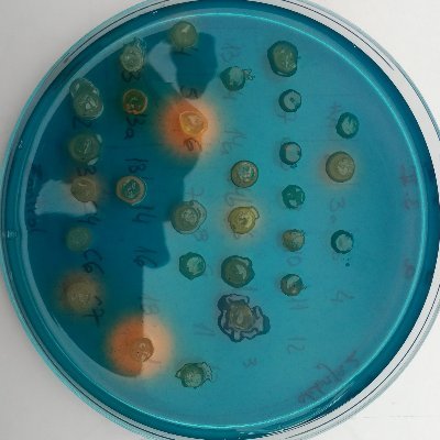 Microbiology Lab of @IfapaJunta which objectives are: (1) the use of microorganisms that promote plant development and; (2) bacterial taxonomy and systematics.