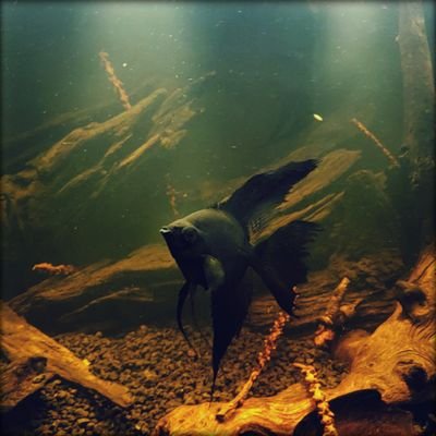 chadly1000's profile picture. 