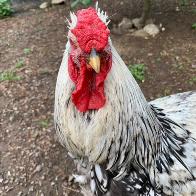 YoMamaNotSoFat's profile picture. Sarcasm with a healthy dose of disdain