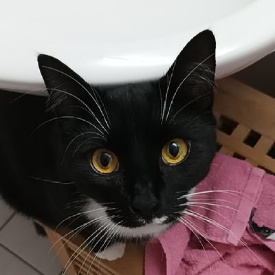 14y/o