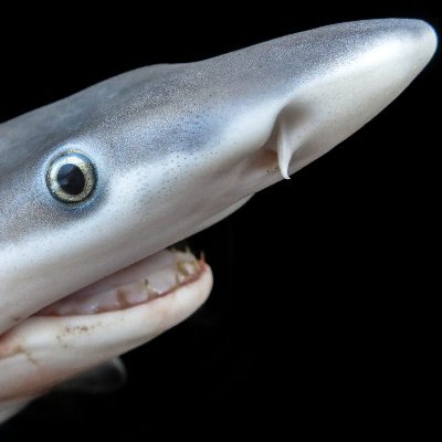 spottedcatshark Profile Picture