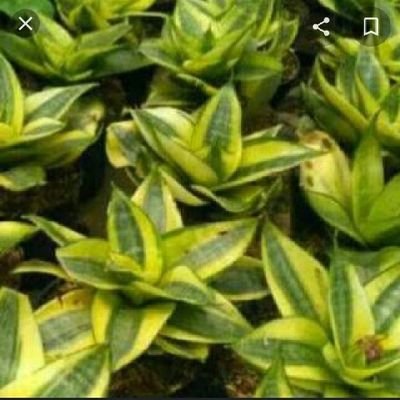 lanang61375287's profile picture. 