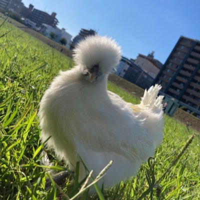 Chicken02210's profile picture. 好きな絵と動物をいいねRTする事が生きがい/烏骨鶏飼ってました🐓名前はぼんじりです。今は天国でお散歩してます