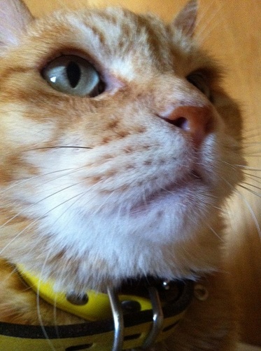 Twitterを始めました。まだ慣れていませんが頑張りますのでよろしくお願いします。

最初は挨拶程度でいいのでフォローしていただけると嬉しいです。