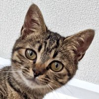necomilk🐾猫フェス上越🐾ねこ休み展名古屋 (@necomilk0529) 's Twitter Profile