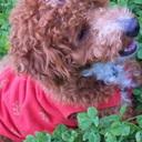 アル - @al0rose - Twitter