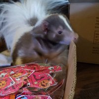 GroomBox LLC (@groomboxllc) 's Twitter Profile