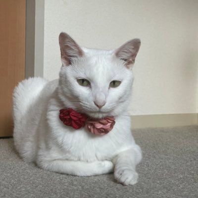 小指さんのプロフィール画像
