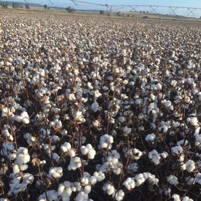 Agronomist - Family Farmer & Grazier from Dunedoo, NSW. In search of BMP to establish my own Freedom Farm.