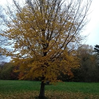 MelodyActivist's profile picture. All thoughts expressed here are my own. I will be deactivating this account shortly. #eatingdisorders #addictions #harmreduction #autism #CPTSD