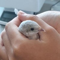 鳥取県立米子東高校 自然科学部(非公式) (@beito_science) 's Twitter Profile