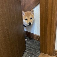 豆柴 にくまる🐕と柴犬 ししまる🐕 (@naoki_marusukoi) 's Twitter Profile Photo 豆柴 にくまる🐕と柴犬 ししまる🐕 (@naoki_marusukoi) 's Twitter Profile Photo