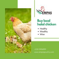 Empas Poultry(@empas_p) 's Twitter Profile Photo