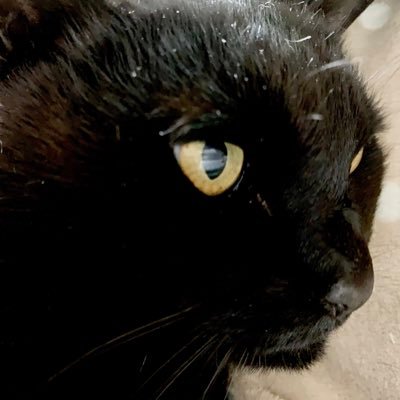 18歳の黒猫パキラのお母ちゃんです。名付け親は仮面ライダーナイトの変身前の人です。よろしくね。