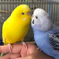 かよち🐥⛄️ (@okayo049) 's Twitter Profile Photo