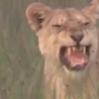 Sydney Black as he is (@sydney50506279) 's Twitter Profile Photo Sydney Black as he is (@sydney50506279) 's Twitter Profile Photo