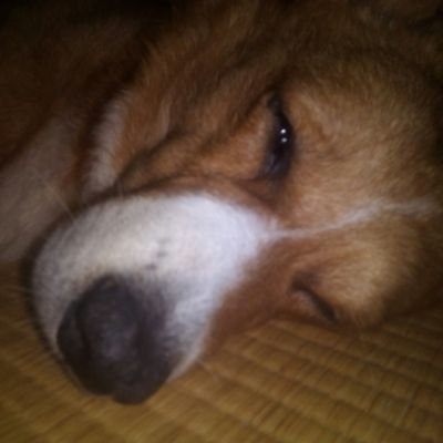 kirakira_412381's profile picture. 読売ジャイアンツファン
MtF