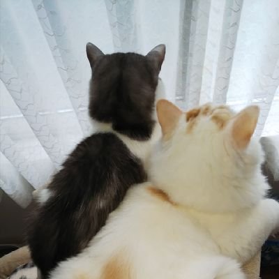 ime8ime8's profile picture. ねこ大好き♡かわいい保護猫三匹と暮らしてます。