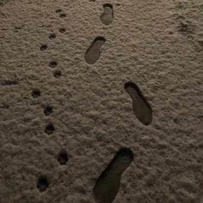 Eulenmann's profile picture. VfB Stuttgart Supporter | new to FIFA 22 FUT Trading |